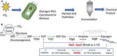 Enhancing Photosynthetic Production of Glycogen-Rich Biomass for Use as a Fermentation Feedstock